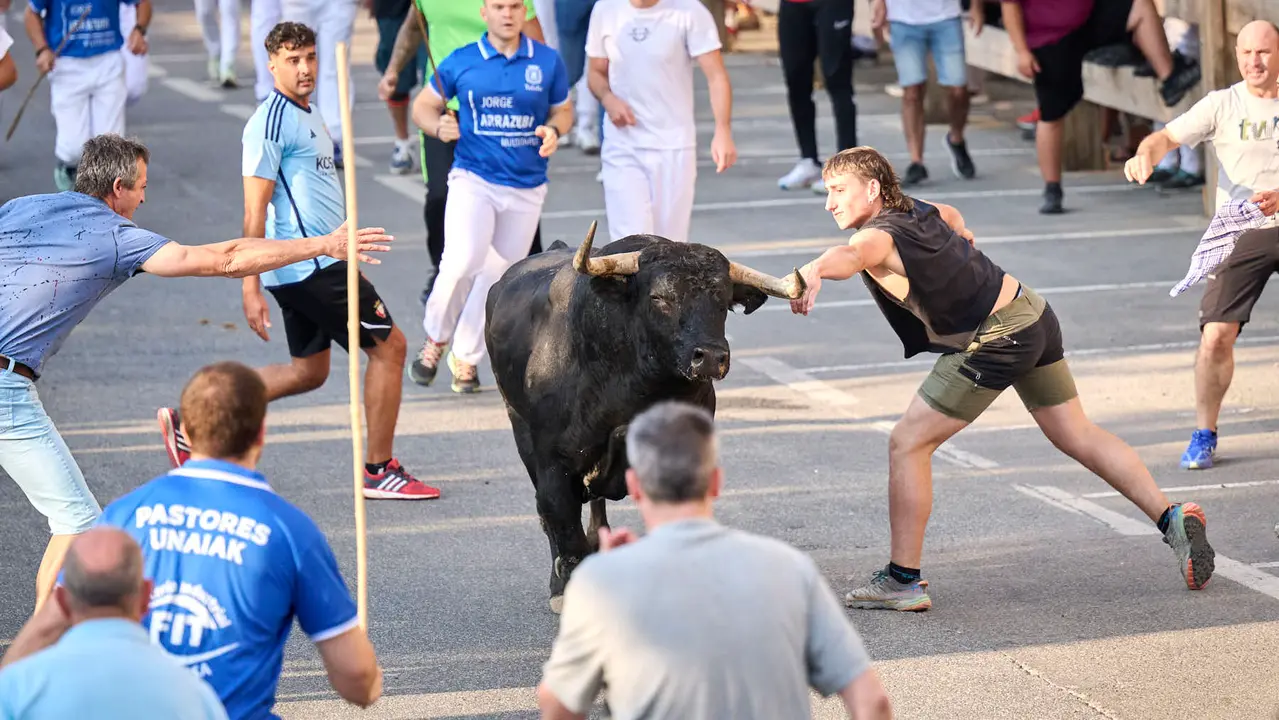 Primer encierro de fiestas de Tafalla 2025 con toros de la ganadería Conde de la Corte. PABLO LASAOSA