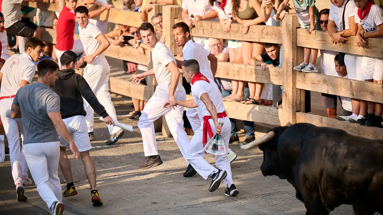Primer encierro de fiestas de Tafalla 2025 con toros de la ganadería Conde de la Corte. PABLO LASAOSA