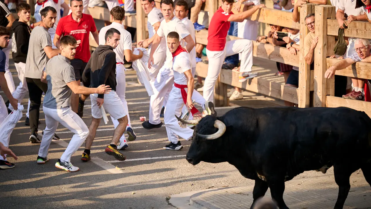 Primer encierro de fiestas de Tafalla 2025 con toros de la ganadería Conde de la Corte. PABLO LASAOSA