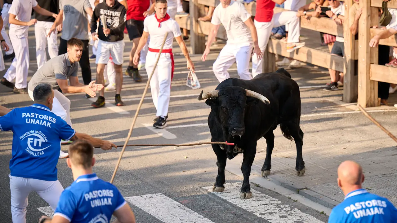 Primer encierro de fiestas de Tafalla 2025 con toros de la ganadería Conde de la Corte. PABLO LASAOSA