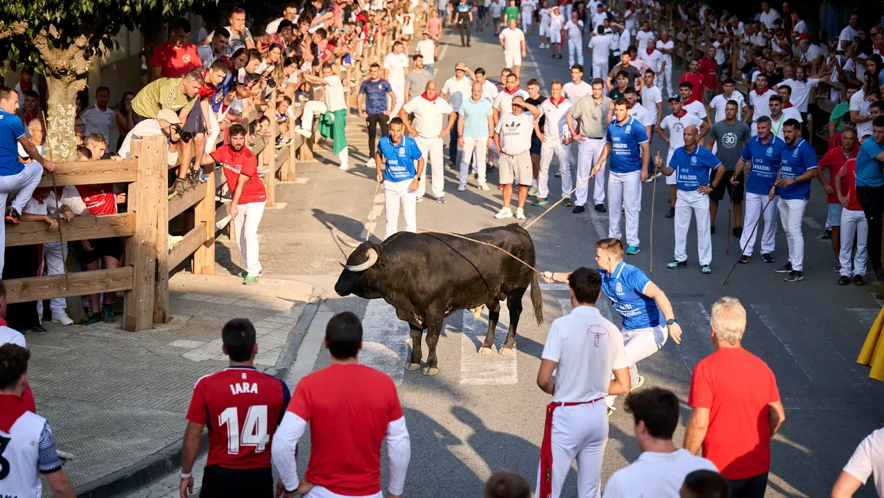 Primer encierro de fiestas de Tafalla 2025 con toros de la ganadería Conde de la Corte. PABLO LASAOSA