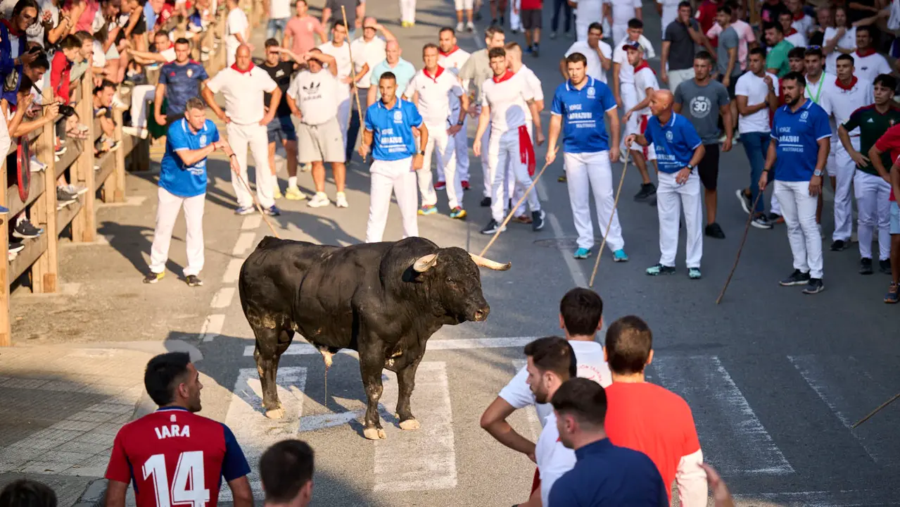 Primer encierro de fiestas de Tafalla 2025 con toros de la ganadería Conde de la Corte. PABLO LASAOSA