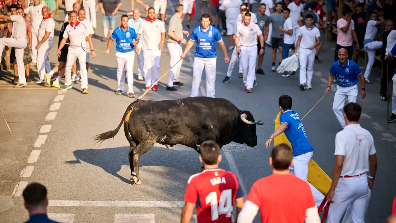 Primer encierro de fiestas de Tafalla 2025 con toros de la ganadería Conde de la Corte. PABLO LASAOSA