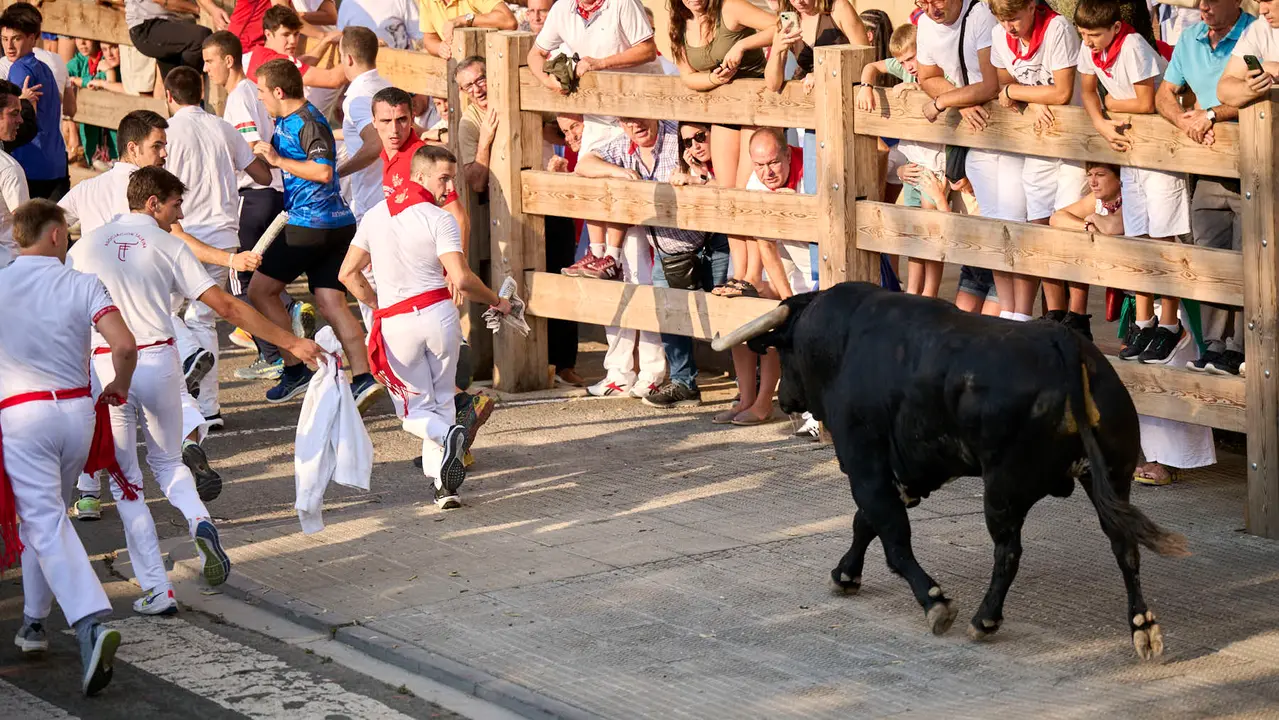 Primer encierro de fiestas de Tafalla 2025 con toros de la ganadería Conde de la Corte. PABLO LASAOSA