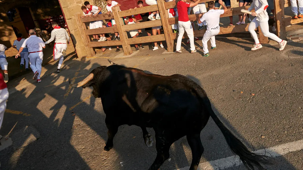 Primer encierro de las fiestas de Tafalla 2025 con toros de la ganadería Conde de la Corte. IRANZUU LARRASOAÑA