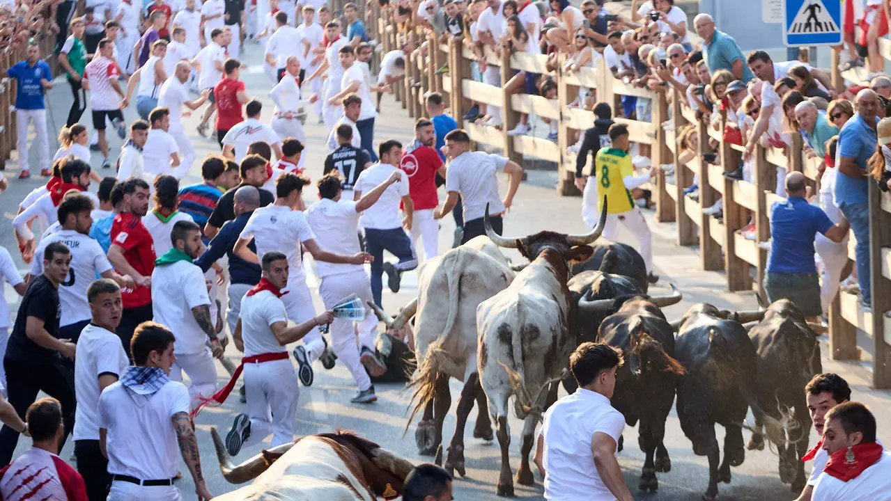 Segundo encierro de las fiestas de Tafalla 2025 con toros de la ganadería de Palha. IÑIGO ALZUGARAY