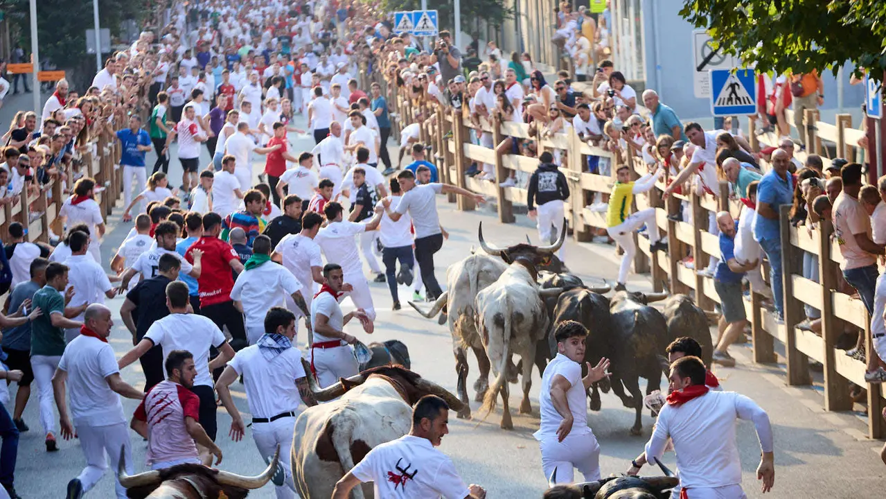 Segundo encierro de las fiestas de Tafalla 2025 con toros de la ganadería de Palha. IÑIGO ALZUGARAY
