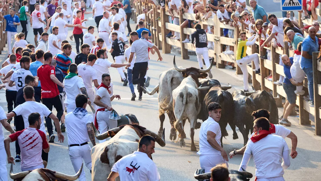 Segundo encierro de las fiestas de Tafalla 2025 con toros de la ganadería de Palha. IÑIGO ALZUGARAY