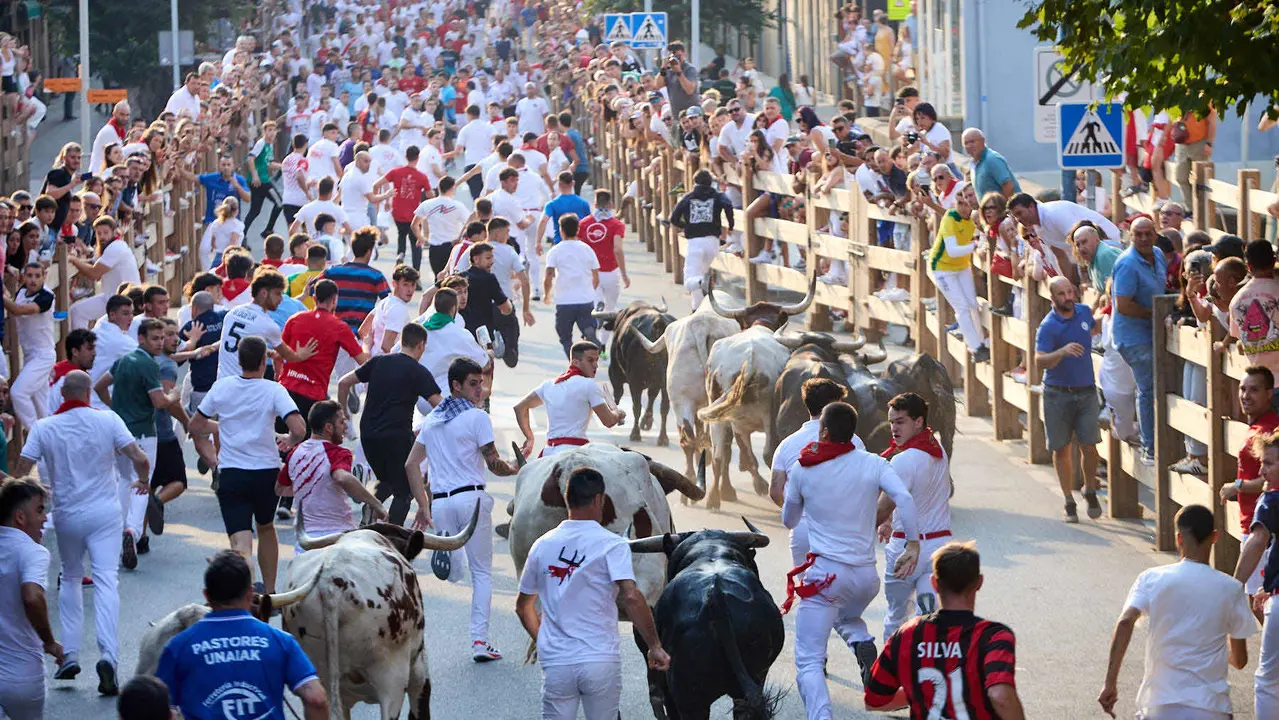 Segundo encierro de las fiestas de Tafalla 2025 con toros de la ganadería de Palha. IÑIGO ALZUGARAY