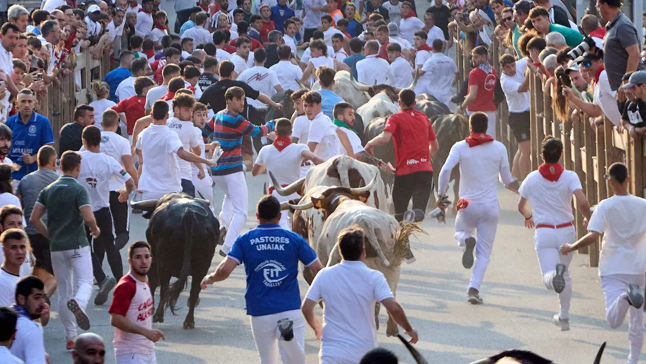 Segundo encierro de las fiestas de Tafalla 2025 con toros de la ganadería de Palha. IÑIGO ALZUGARAY