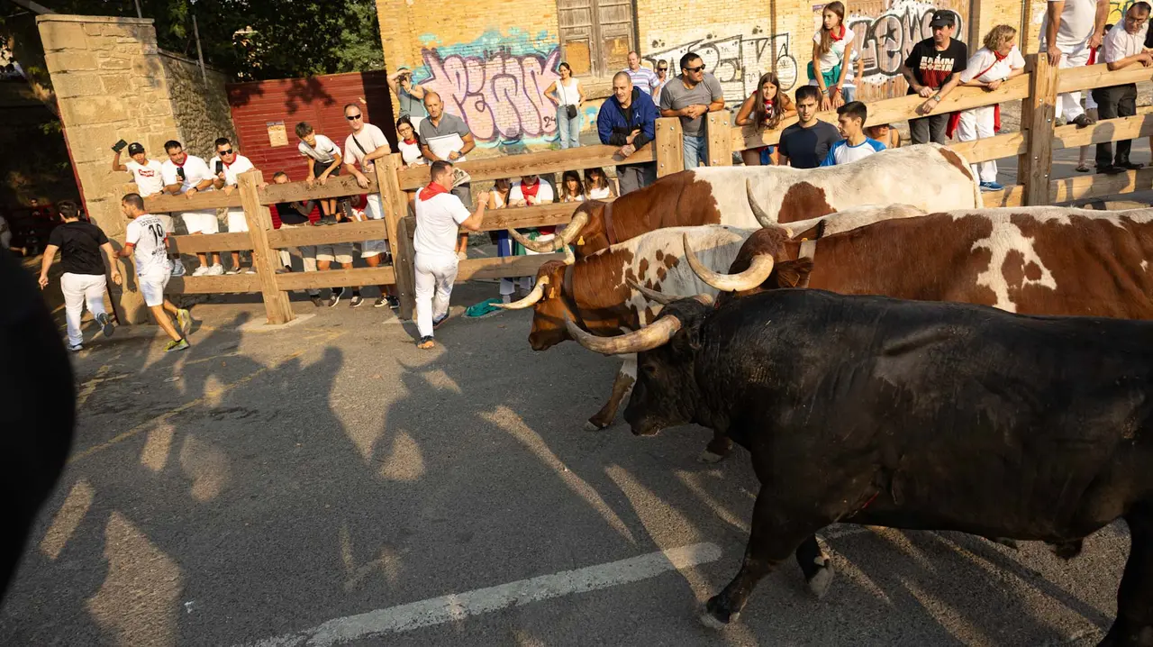 Segundo encierro de Tafalla 2025 con toros de la ganadería Palha. Maite H. Mateo..-01