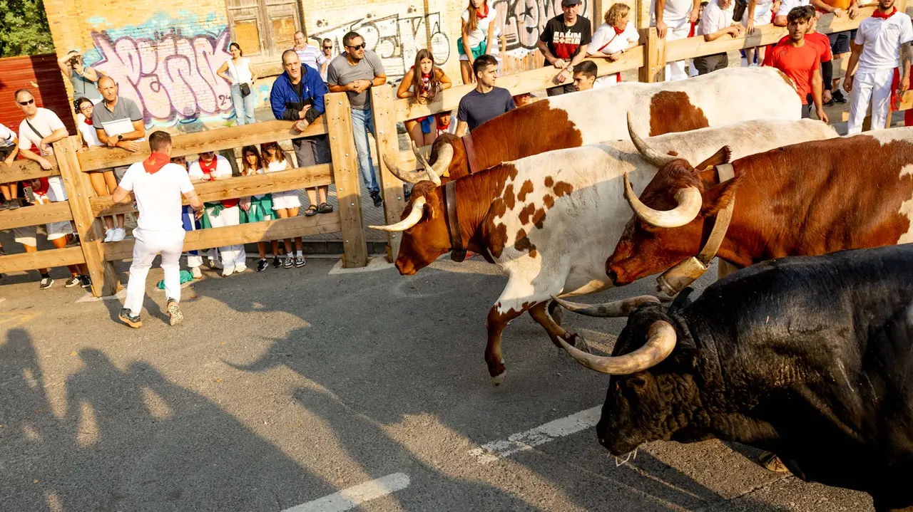 Segundo encierro de Tafalla 2025 con toros de la ganadería Palha. Maite H. Mateo..-02