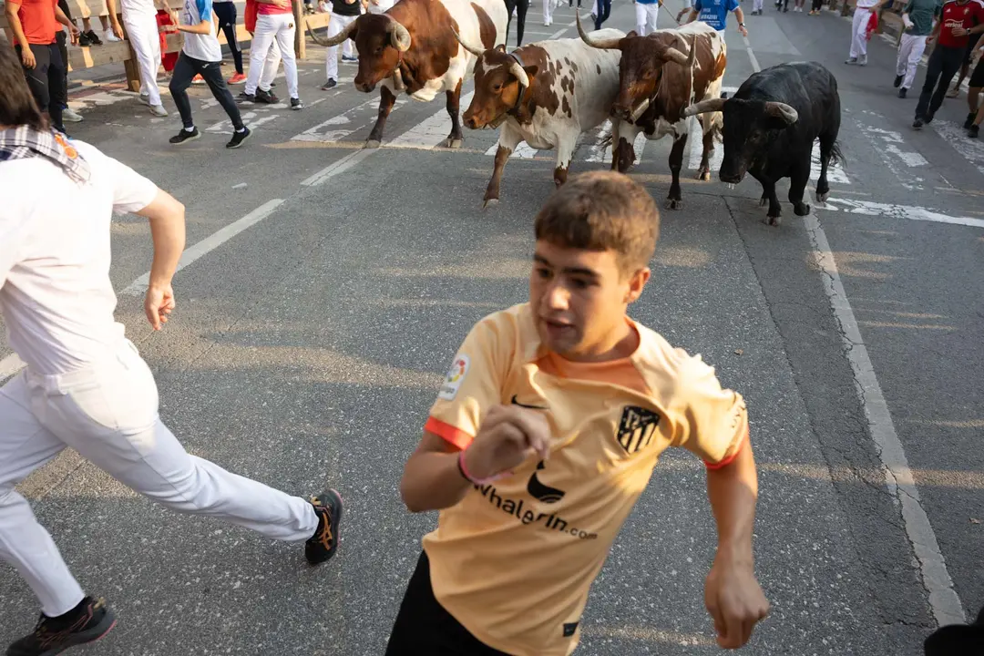Segundo encierro de Tafalla 2025 con toros de la ganadería Palha. Maite H. Mateo..-03