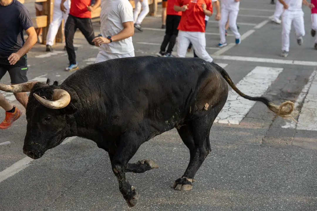 Segundo encierro de Tafalla 2025 con toros de la ganadería Palha. Maite H. Mateo..-05