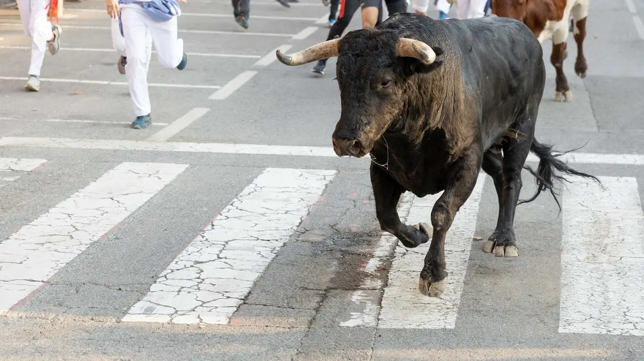 Segundo encierro de Tafalla 2025 con toros de la ganadería Palha. Maite H. Mateo..-07
