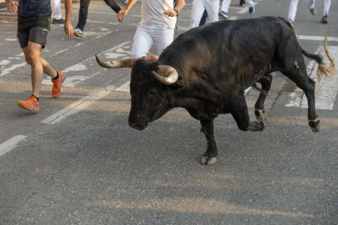 Segundo encierro de Tafalla 2025 con toros de la ganadería Palha. Maite H. Mateo..-06