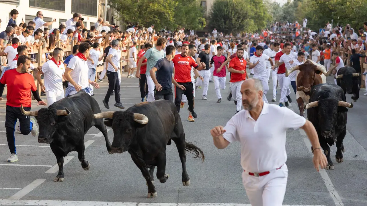 Segundo encierro de Tafalla 2025 con toros de la ganadería Palha. Maite H. Mateo..-10