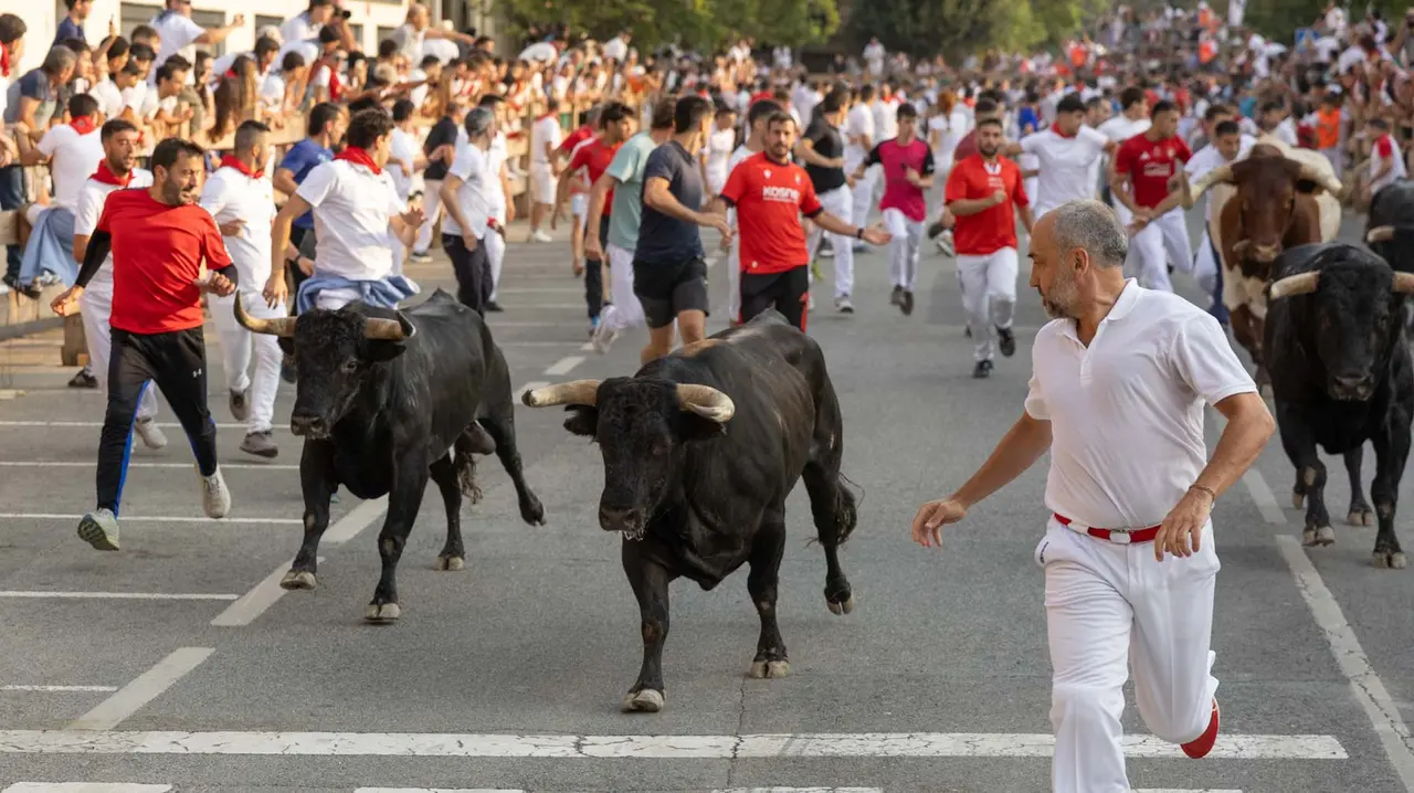 Segundo encierro de Tafalla 2025 con toros de la ganadería Palha. Maite H. Mateo..-11
