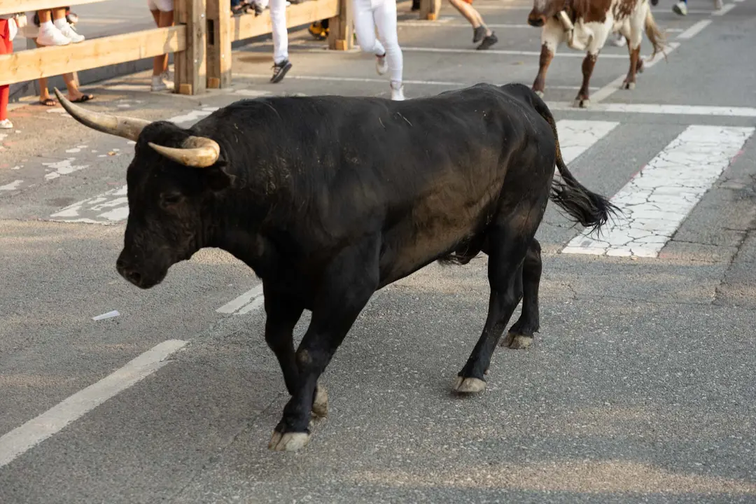 Segundo encierro de Tafalla 2025 con toros de la ganadería Palha. Maite H. Mateo..-12