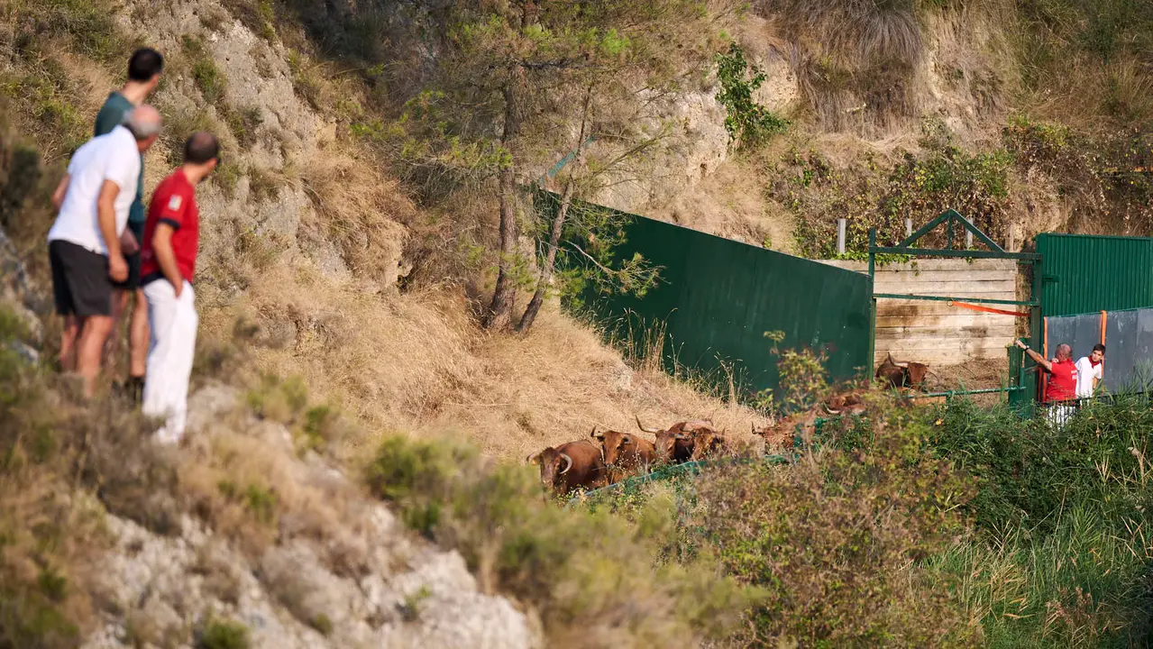 Primer encierro del Pilón en las fiestas de Falces de 2025 con vacas de la ganadería de Vicente Domínguez de Funes. PABLO LASAOSA