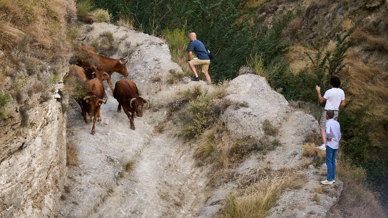 Primer encierro del Pilón en las fiestas de Falces de 2025 con vacas de la ganadería de Vicente Domínguez de Funes. PABLO LASAOSA