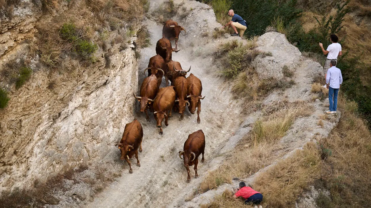 Primer encierro del Pilón en las fiestas de Falces de 2025 con vacas de la ganadería de Vicente Domínguez de Funes. PABLO LASAOSA