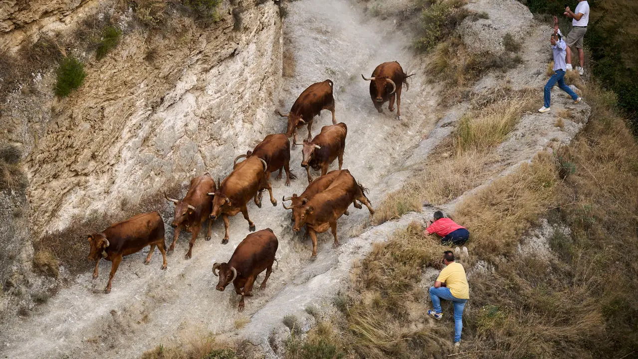 Primer encierro del Pilón en las fiestas de Falces de 2025 con vacas de la ganadería de Vicente Domínguez de Funes. PABLO LASAOSA