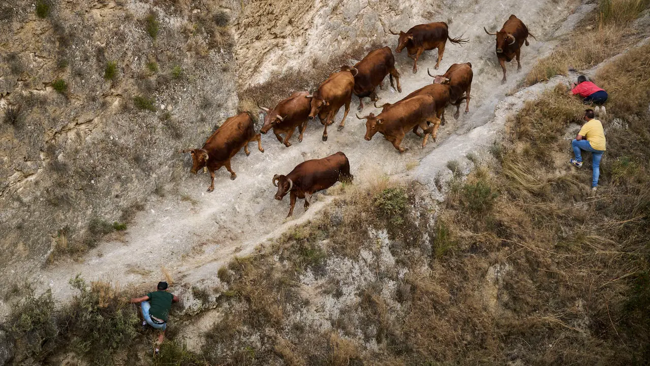Primer encierro del Pilón en las fiestas de Falces de 2025 con vacas de la ganadería de Vicente Domínguez de Funes. PABLO LASAOSA