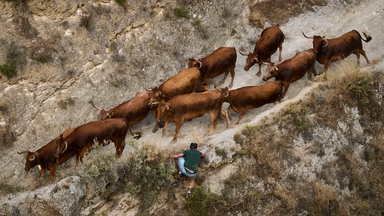 Primer encierro del Pilón en las fiestas de Falces de 2025 con vacas de la ganadería de Vicente Domínguez de Funes. PABLO LASAOSA