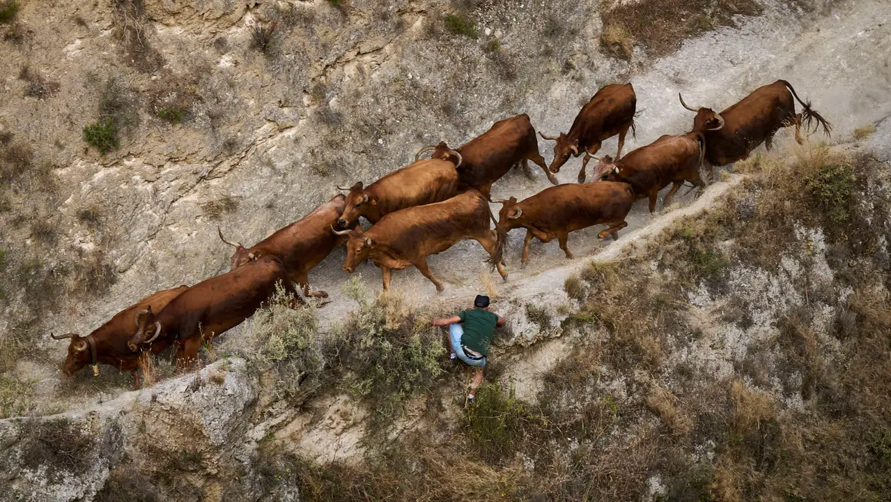 Primer encierro del Pilón en las fiestas de Falces de 2025 con vacas de la ganadería de Vicente Domínguez de Funes. PABLO LASAOSA
