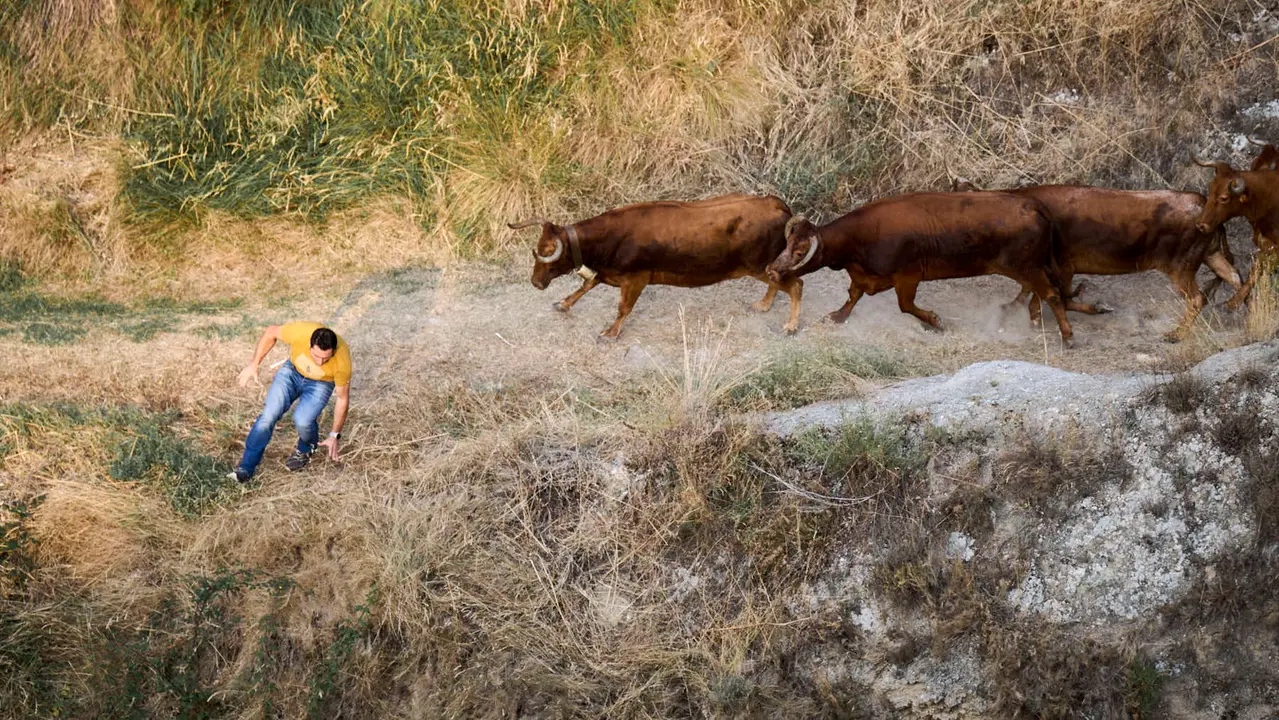 Primer encierro del Pilón en las fiestas de Falces de 2025 con vacas de la ganadería de Vicente Domínguez de Funes. PABLO LASAOSA