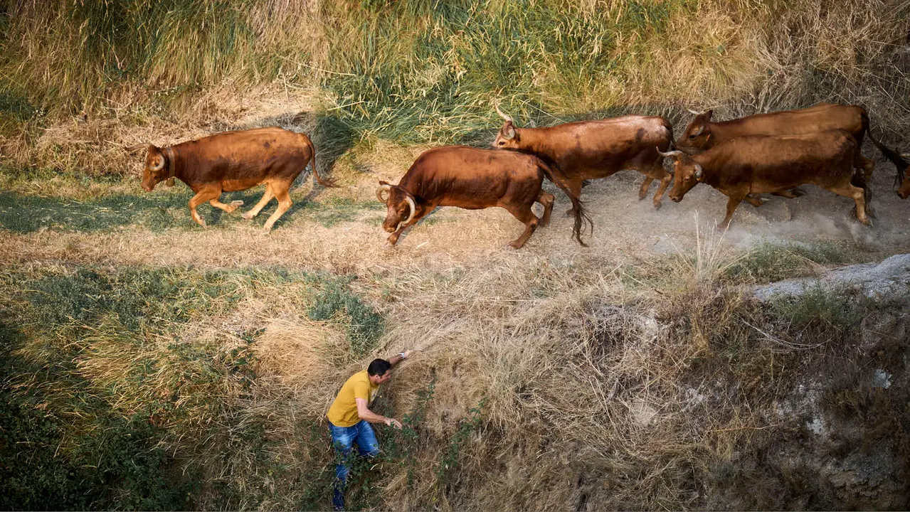 Primer encierro del Pilón en las fiestas de Falces de 2025 con vacas de la ganadería de Vicente Domínguez de Funes. PABLO LASAOSA