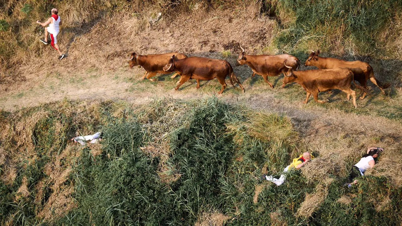Primer encierro del Pilón en las fiestas de Falces de 2025 con vacas de la ganadería de Vicente Domínguez de Funes. PABLO LASAOSA