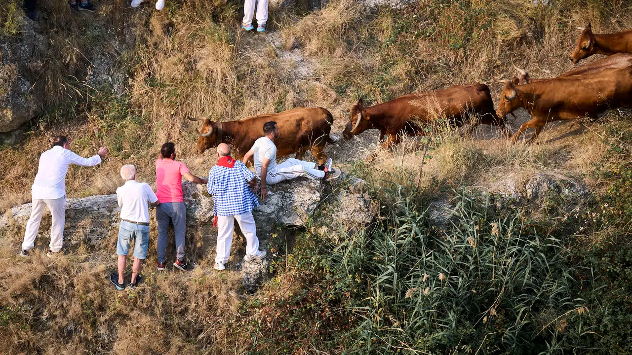Primer encierro del Pilón en las fiestas de Falces de 2025 con vacas de la ganadería de Vicente Domínguez de Funes. PABLO LASAOSA