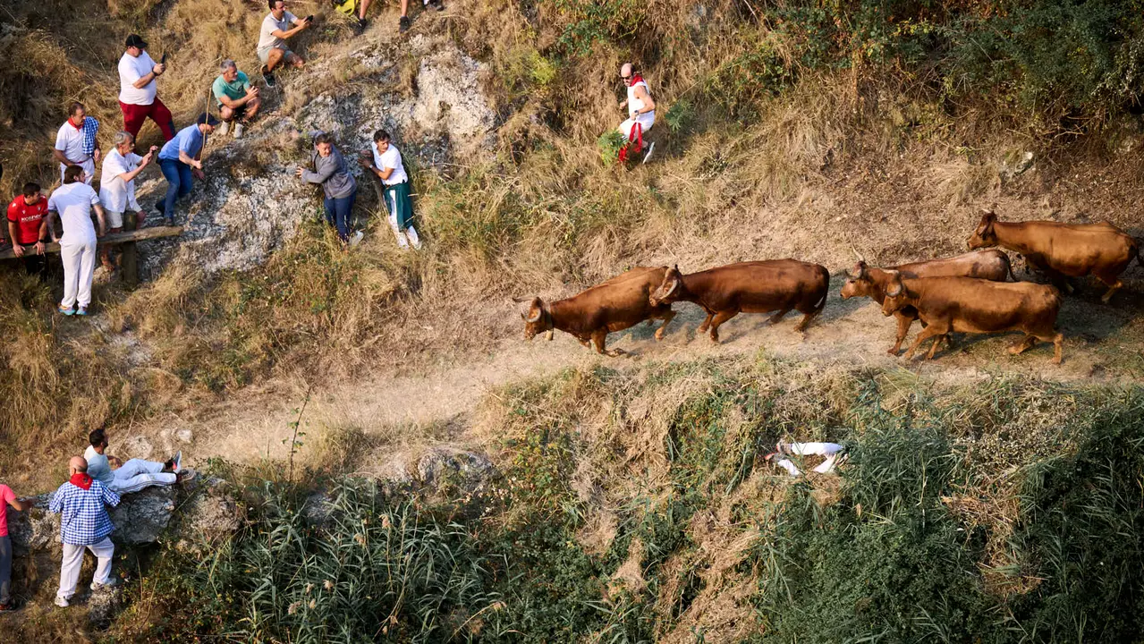 Primer encierro del Pilón en las fiestas de Falces de 2025 con vacas de la ganadería de Vicente Domínguez de Funes. PABLO LASAOSA