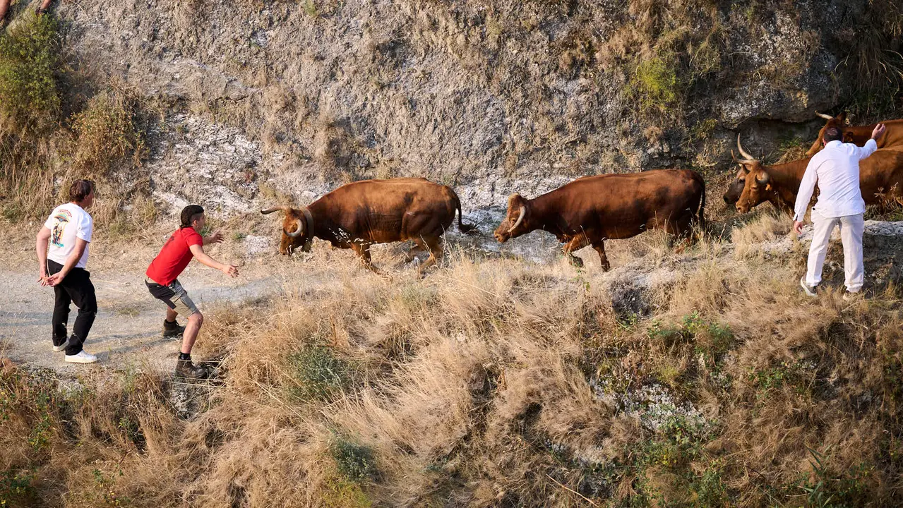 Primer encierro del Pilón en las fiestas de Falces de 2025 con vacas de la ganadería de Vicente Domínguez de Funes. PABLO LASAOSA