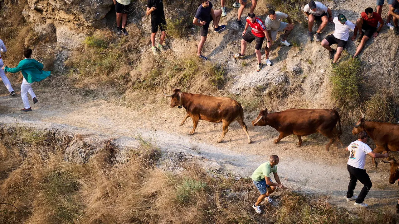 Primer encierro del Pilón en las fiestas de Falces de 2025 con vacas de la ganadería de Vicente Domínguez de Funes. PABLO LASAOSA