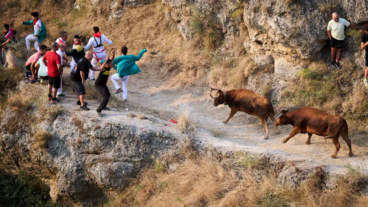 Primer encierro del Pilón en las fiestas de Falces de 2025 con vacas de la ganadería de Vicente Domínguez de Funes. PABLO LASAOSA