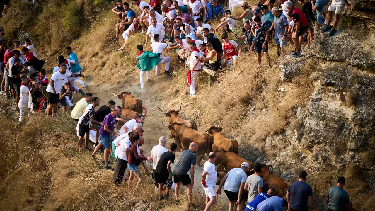 Primer encierro del Pilón en las fiestas de Falces de 2025 con vacas de la ganadería de Vicente Domínguez de Funes. PABLO LASAOSA