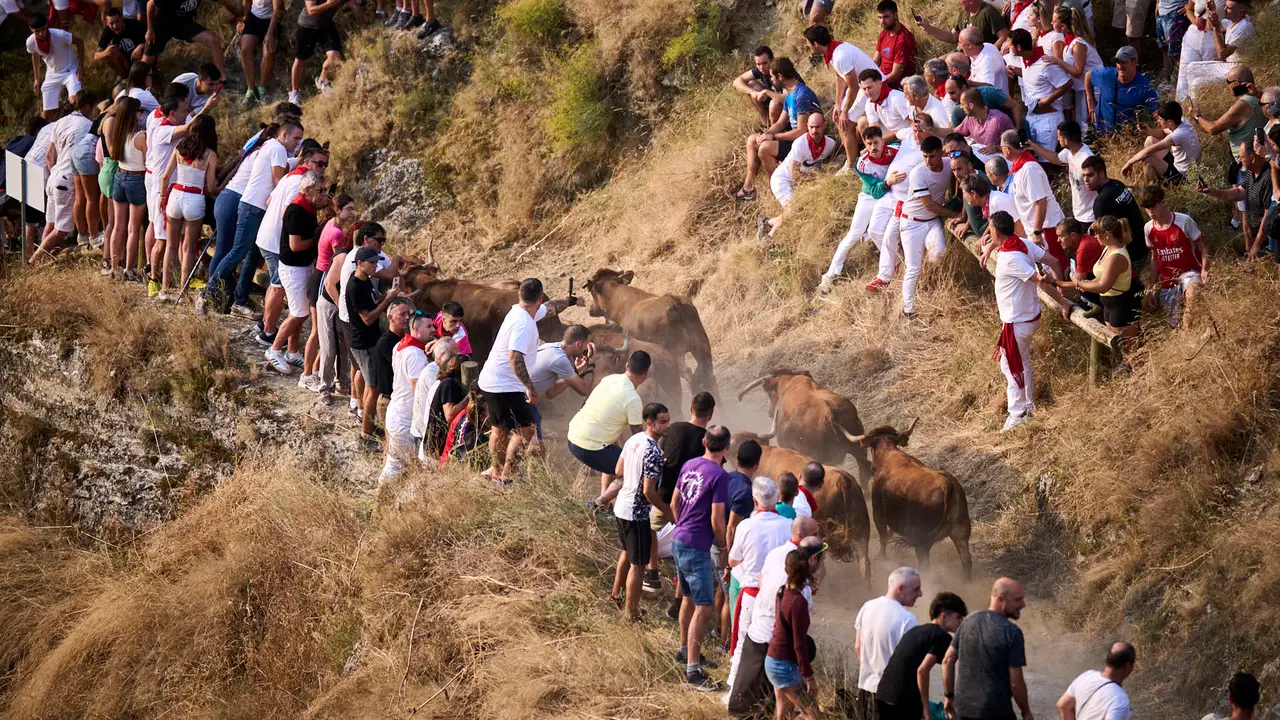 Primer encierro del Pilón en las fiestas de Falces de 2025 con vacas de la ganadería de Vicente Domínguez de Funes. PABLO LASAOSA
