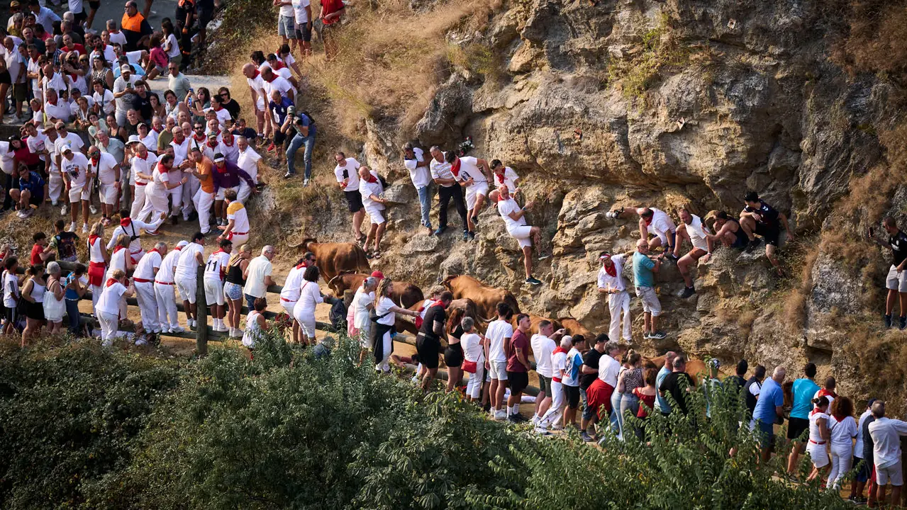 Primer encierro del Pilón en las fiestas de Falces de 2025 con vacas de la ganadería de Vicente Domínguez de Funes. PABLO LASAOSA