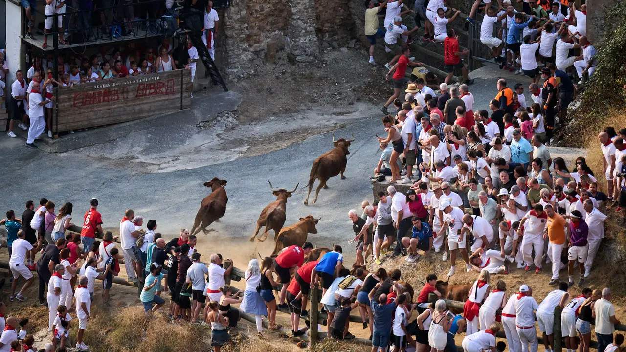 Primer encierro del Pilón en las fiestas de Falces de 2025 con vacas de la ganadería de Vicente Domínguez de Funes. PABLO LASAOSA