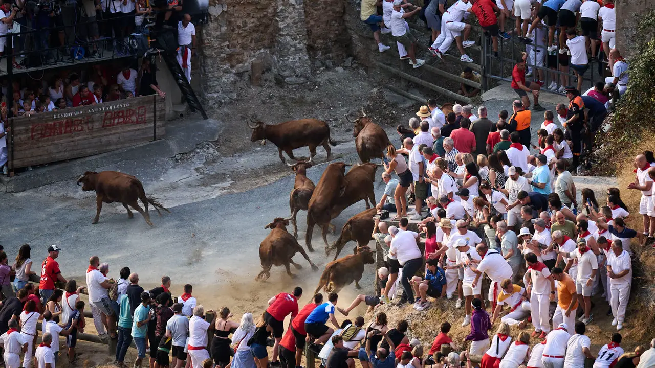 Primer encierro del Pilón en las fiestas de Falces de 2025 con vacas de la ganadería de Vicente Domínguez de Funes. PABLO LASAOSA