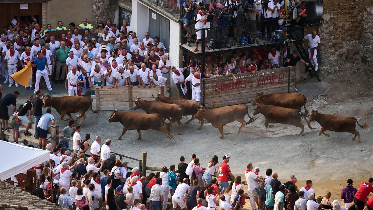 Primer encierro del Pilón en las fiestas de Falces de 2025 con vacas de la ganadería de Vicente Domínguez de Funes. PABLO LASAOSA