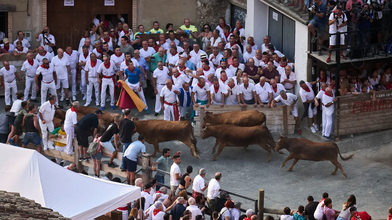 Primer encierro del Pilón en las fiestas de Falces de 2025 con vacas de la ganadería de Vicente Domínguez de Funes. PABLO LASAOSA