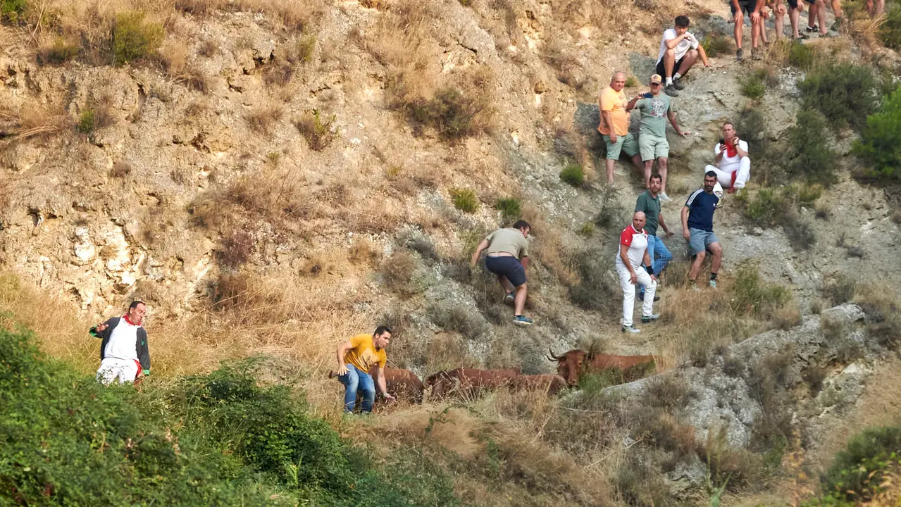 Primer encierro del Pilón de Falces con vacas de la ganadería Vicente Domínguez de Falces. IRANZU LARRASOAÑA
