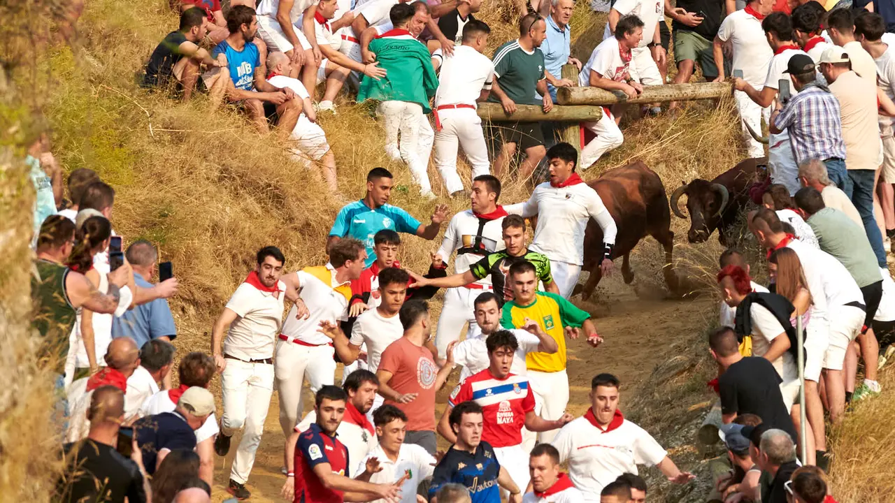 Primer encierro del Pilón de Falces con vacas de la ganadería Vicente Domínguez de Falces. IRANZU LARRASOAÑA
