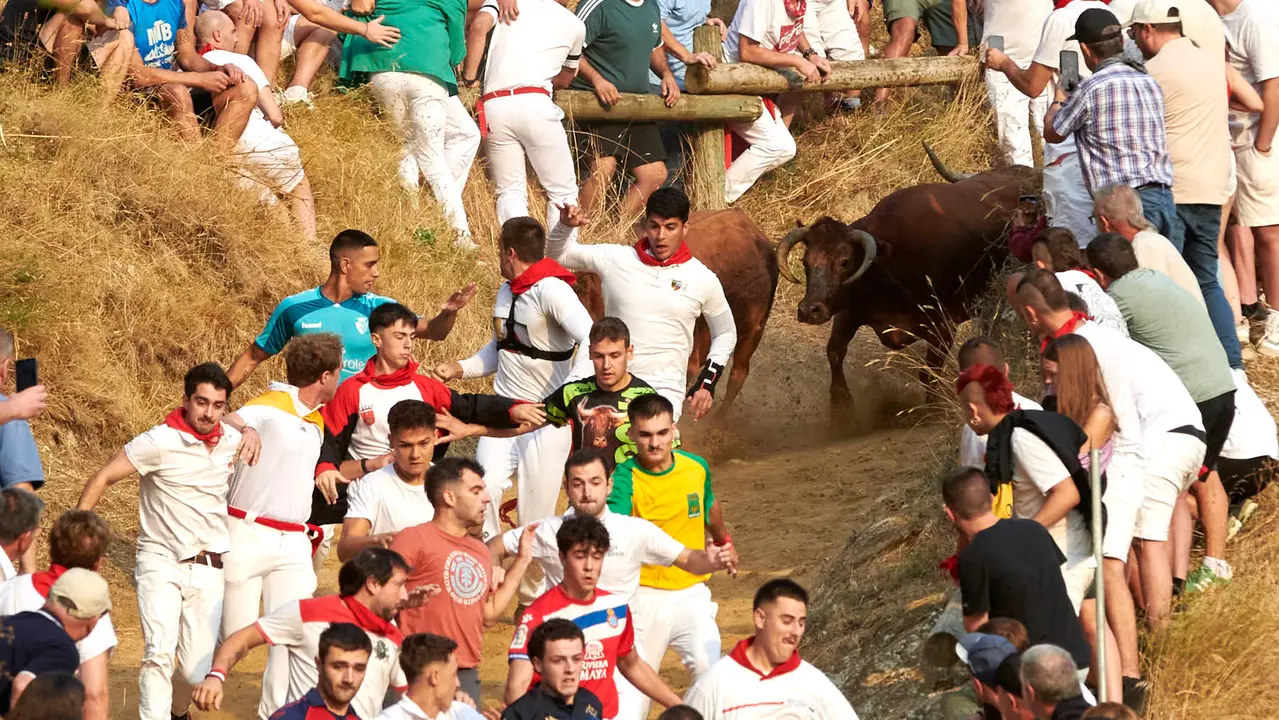 Primer encierro del Pilón de Falces con vacas de la ganadería Vicente Domínguez de Falces. IRANZU LARRASOAÑA
