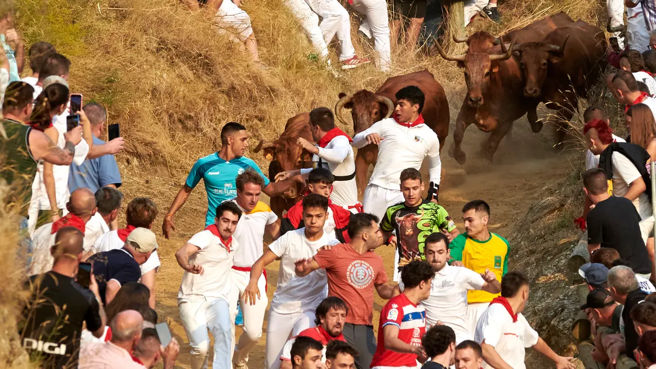 Primer encierro del Pilón de Falces con vacas de la ganadería Vicente Domínguez de Falces. IRANZU LARRASOAÑA