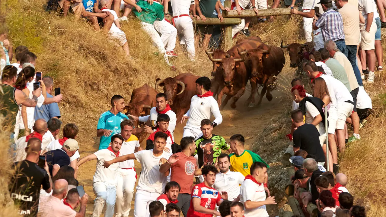 Primer encierro del Pilón de Falces con vacas de la ganadería Vicente Domínguez de Falces. IRANZU LARRASOAÑA